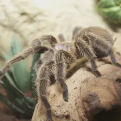 /img/15171-chilean-rose-tarantula-handling.webp