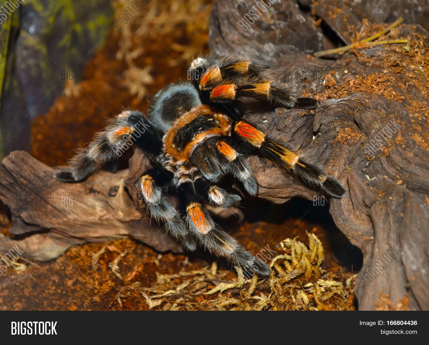 /img/15172-tarantula-facts.webp