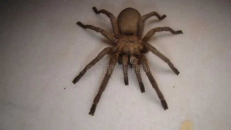 15172 tarantula molting