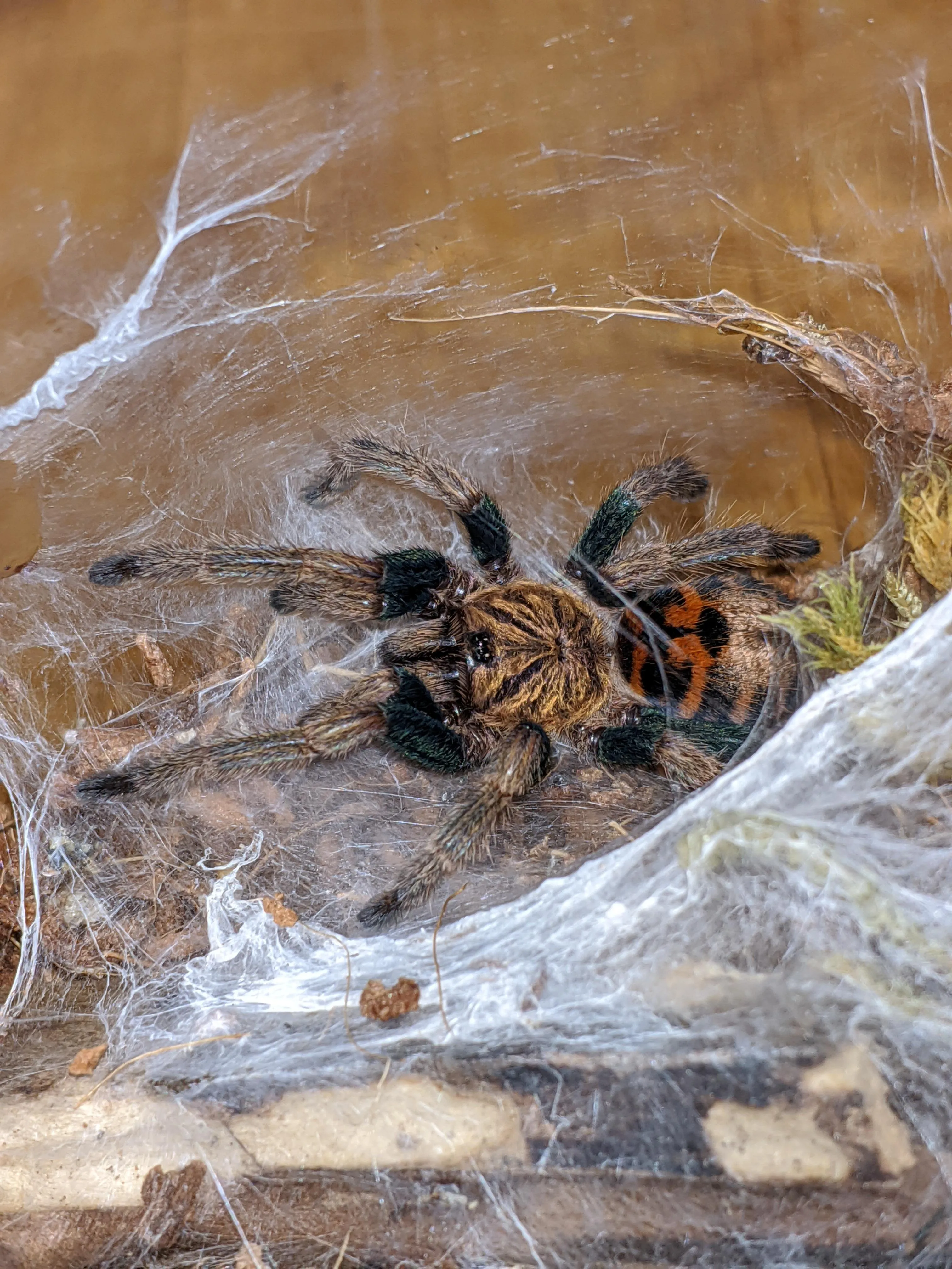 15173 gbb tarantula eggsac