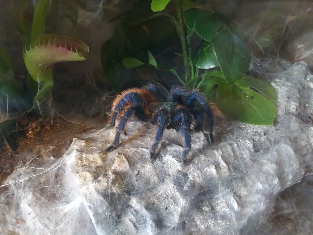 15173 gbb tarantula enclosure