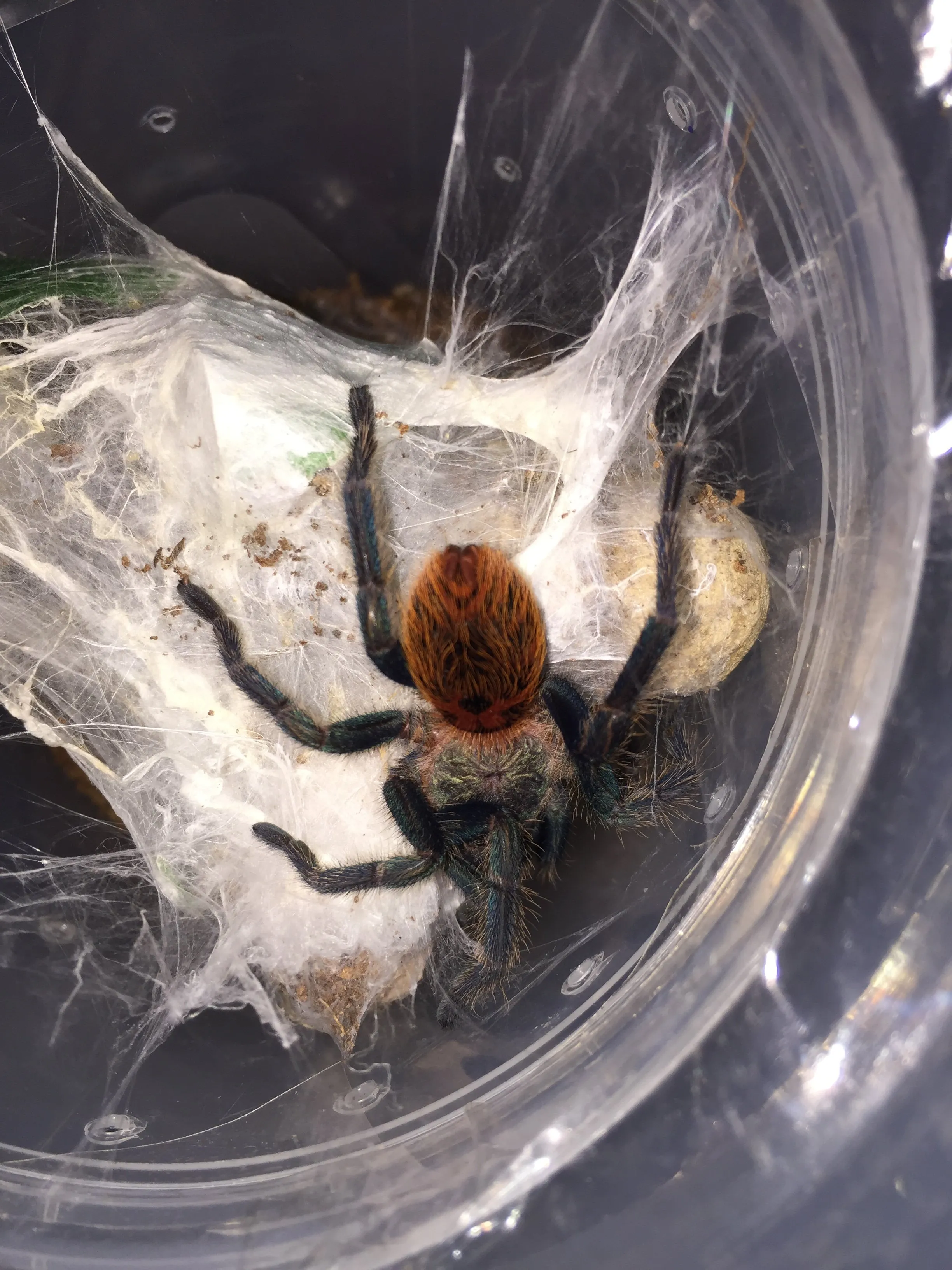 15173 gbb tarantula female