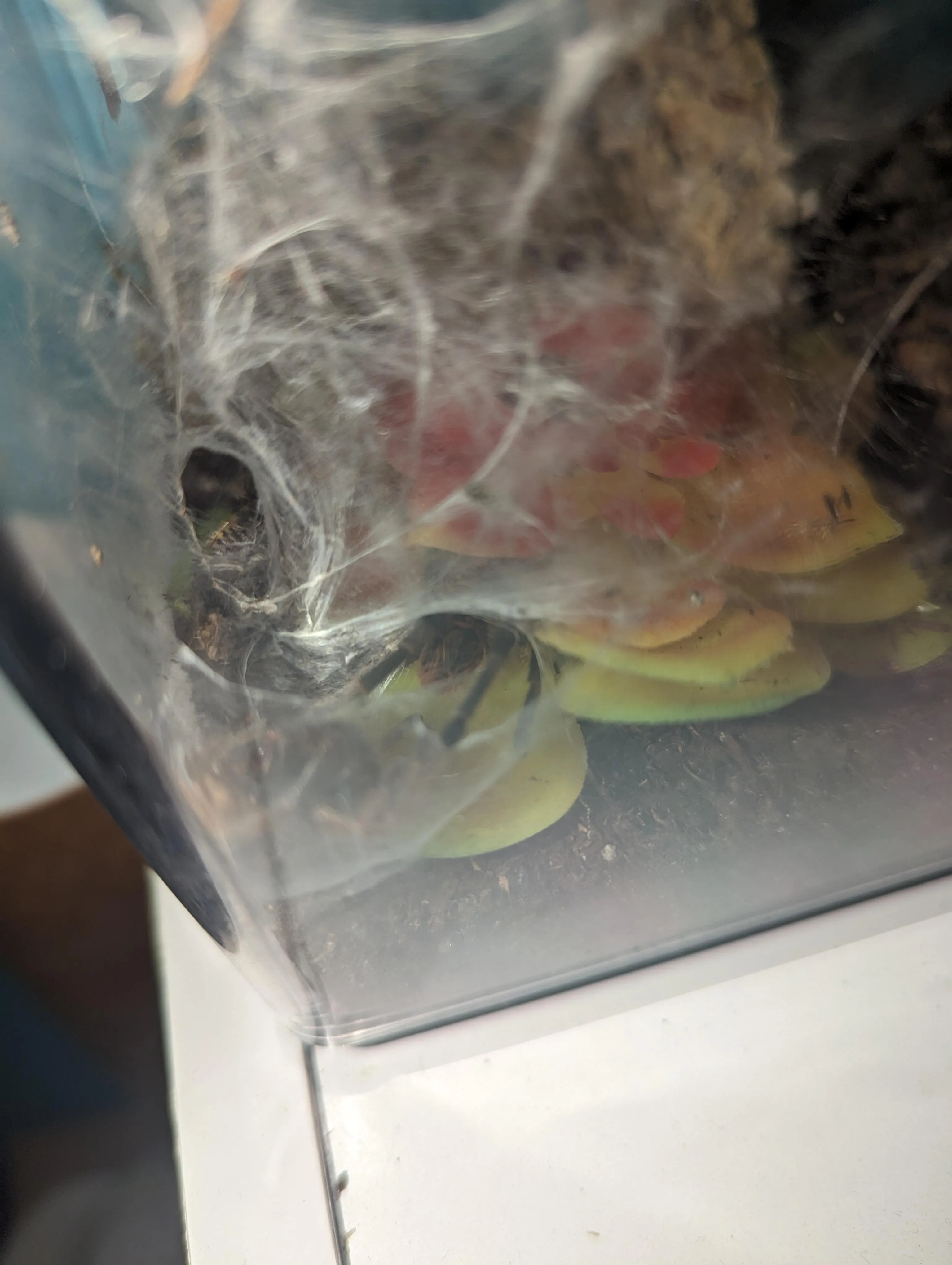 15173 gbb tarantula spiderlings