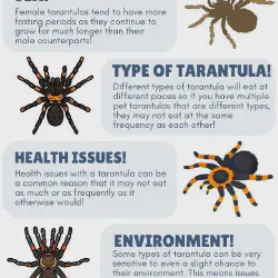 /img/15174-tarantula-dehydration.webp