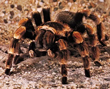 15174 tarantula molting