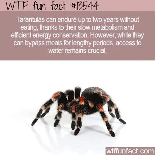 15174 tarantula size