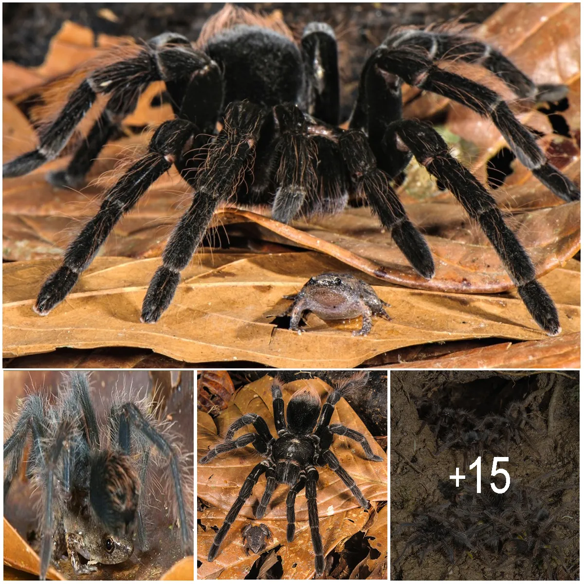 15175 tarantula enclosure