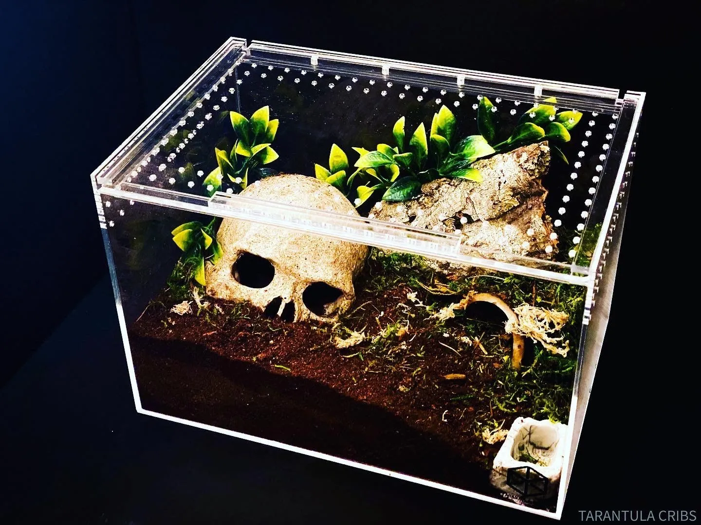 15176 tarantula cage setup