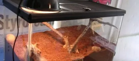 15176 tarantula hygrometer