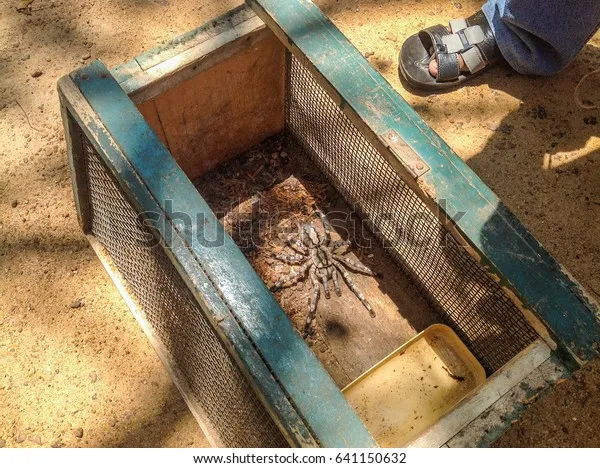 15176 tarantula substrate