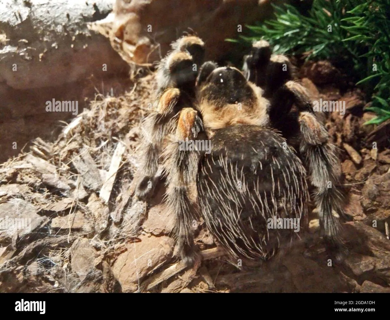 15176 tarantula water dish