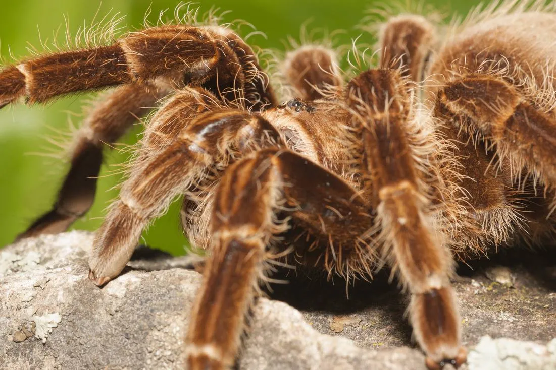 15177 tarantula conservation