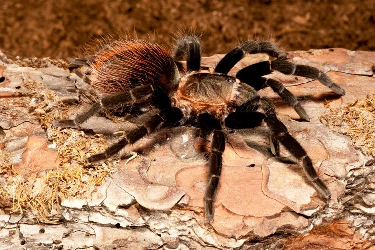 15177 tarantula molting process