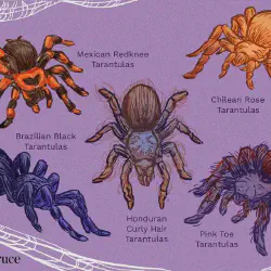 /img/15177-tarantula-research.webp