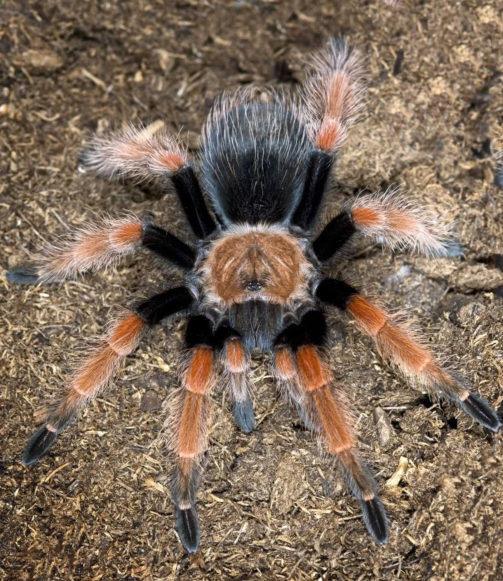 15177 tarantulas as pets