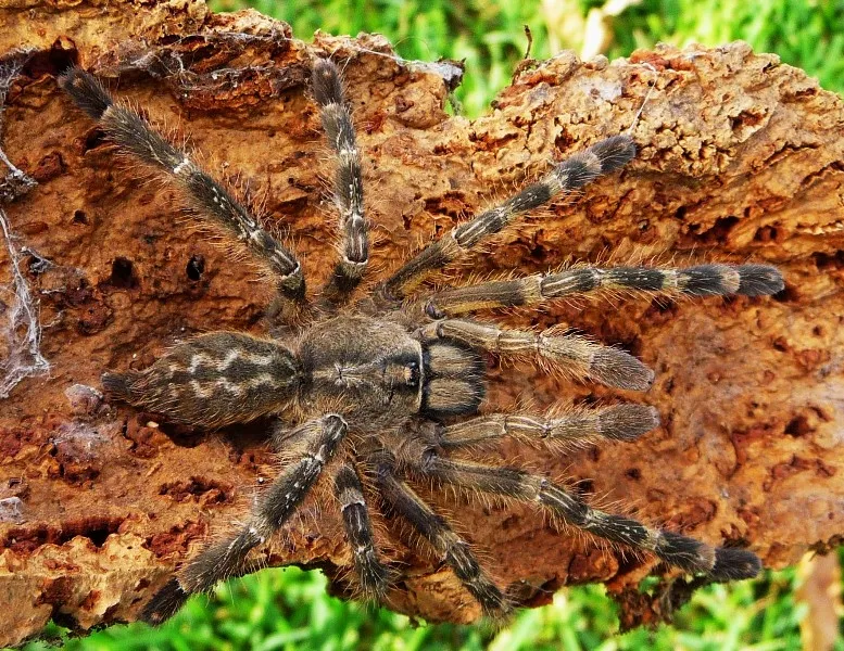 15179 poecilotheria tarantula enclosure