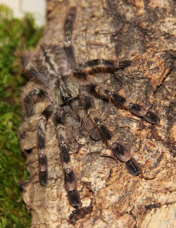 15179 poecilotheria tarantula feeding