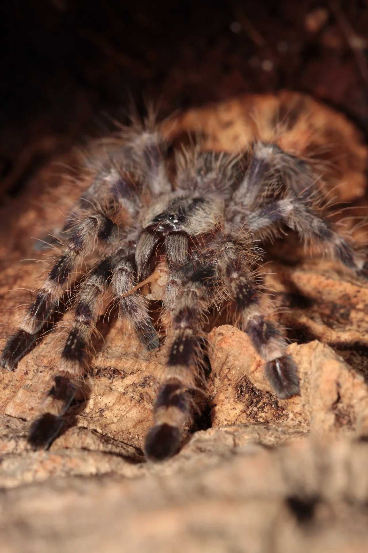 /img/15179-poecilotheria-tarantula-healthcheck.webp