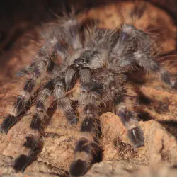 /img/15179-poecilotheria-tarantula-healthcheck.webp