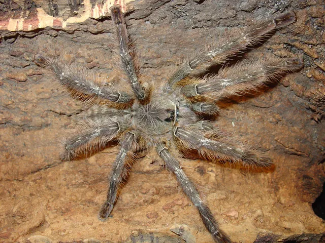 15179 poecilotheria tarantula male