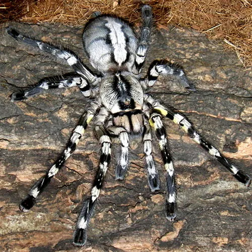 15179 poecilotheria tarantula molting