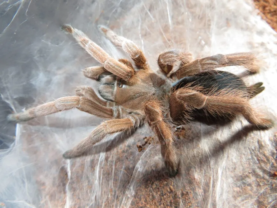 /img/15180-australian-tarantula-habitat.webp