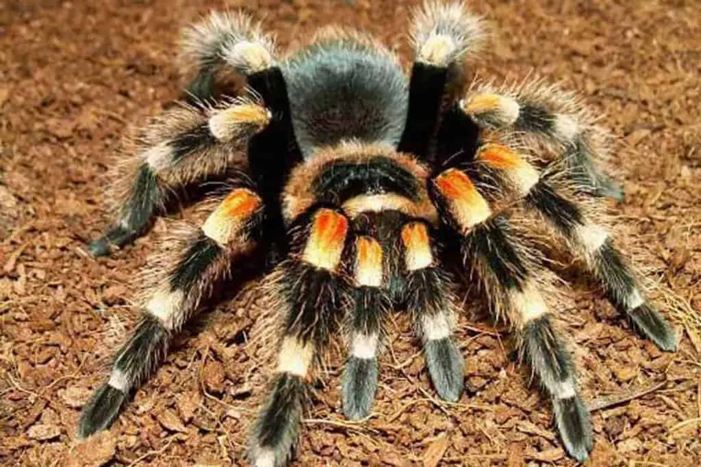 15180 australian tarantula species