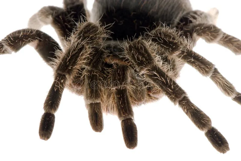 /img/15182-cartimar-tarantula-market.webp