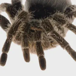 /img/15182-cartimar-tarantula-market.webp