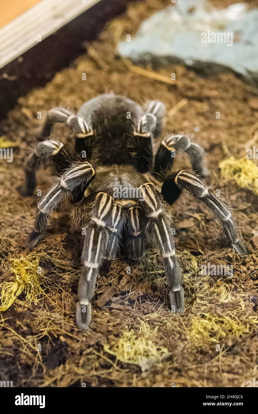 15182 tarantula feeding