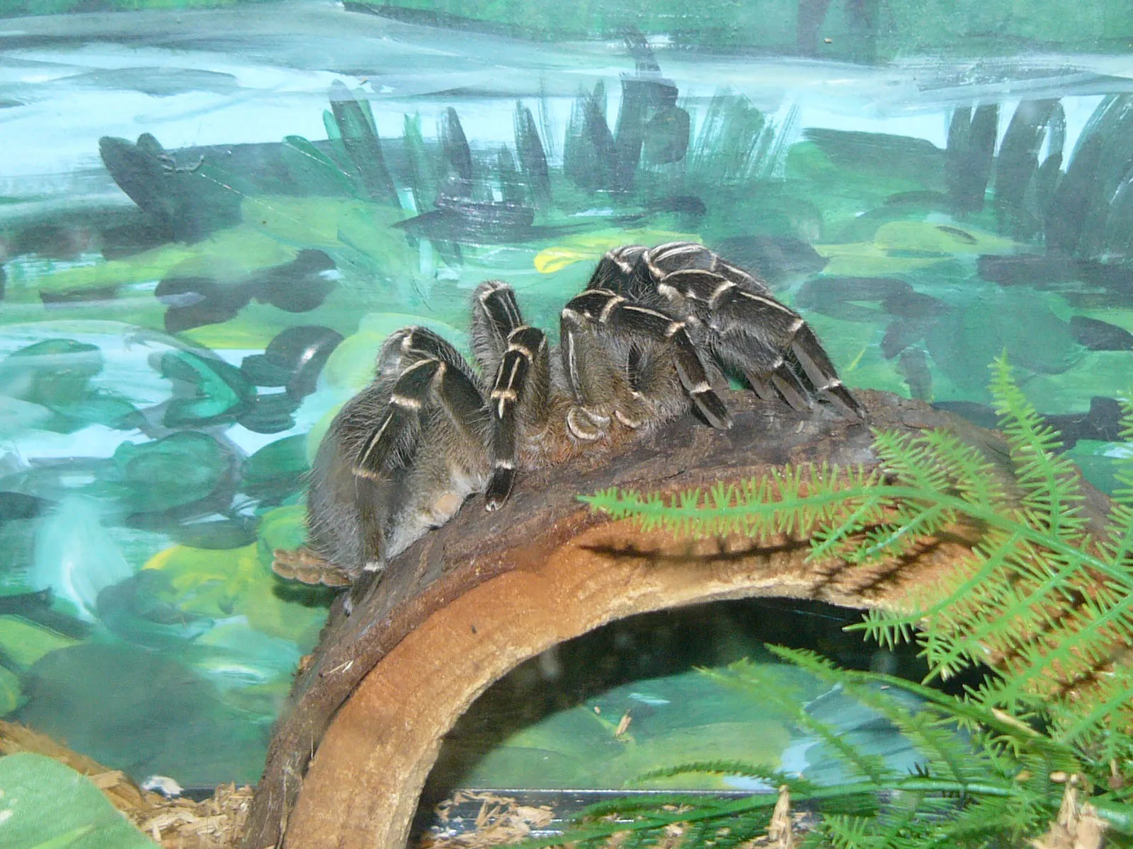 15182 tarantula habitat