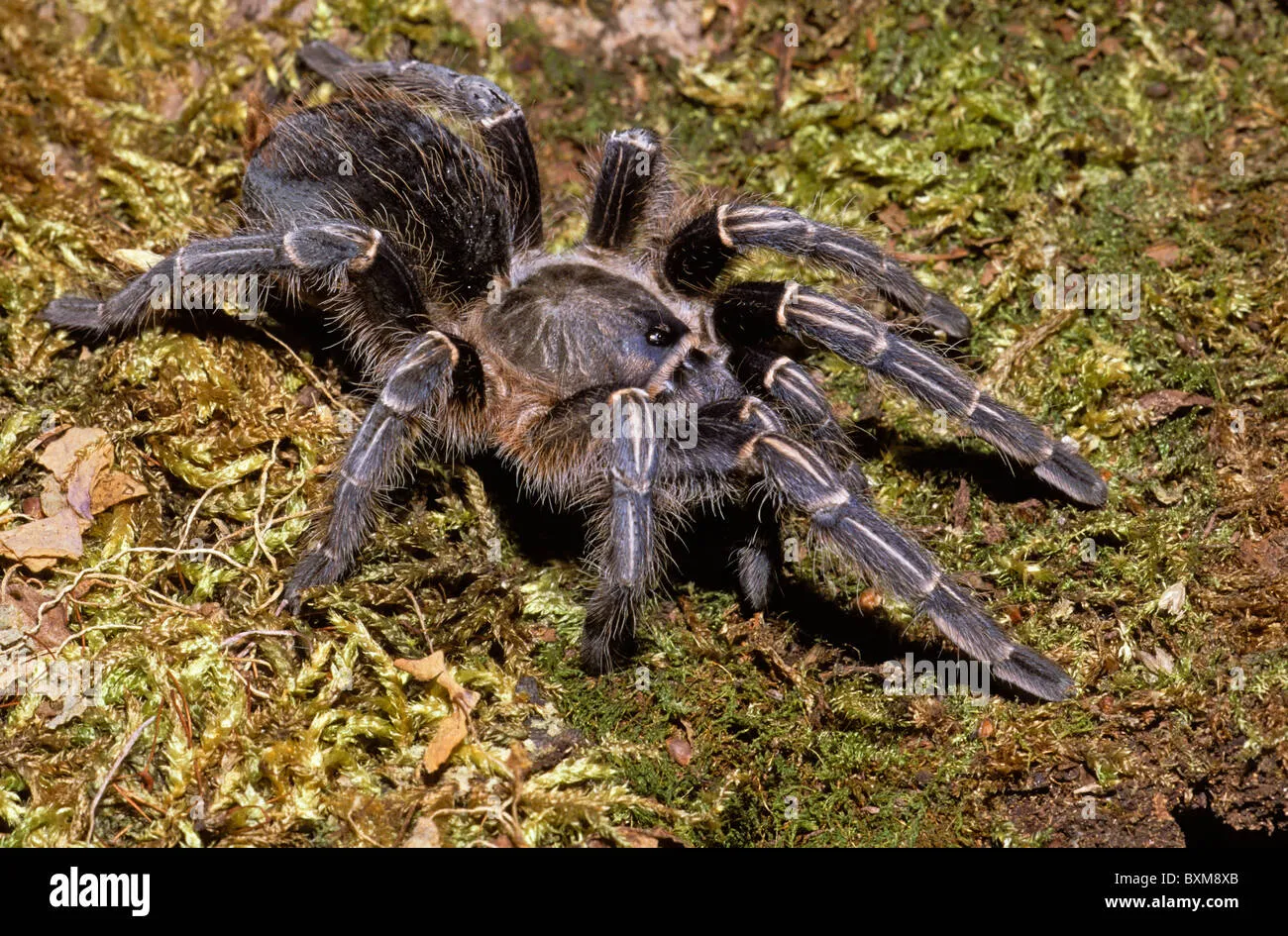 15182 tarantula handling
