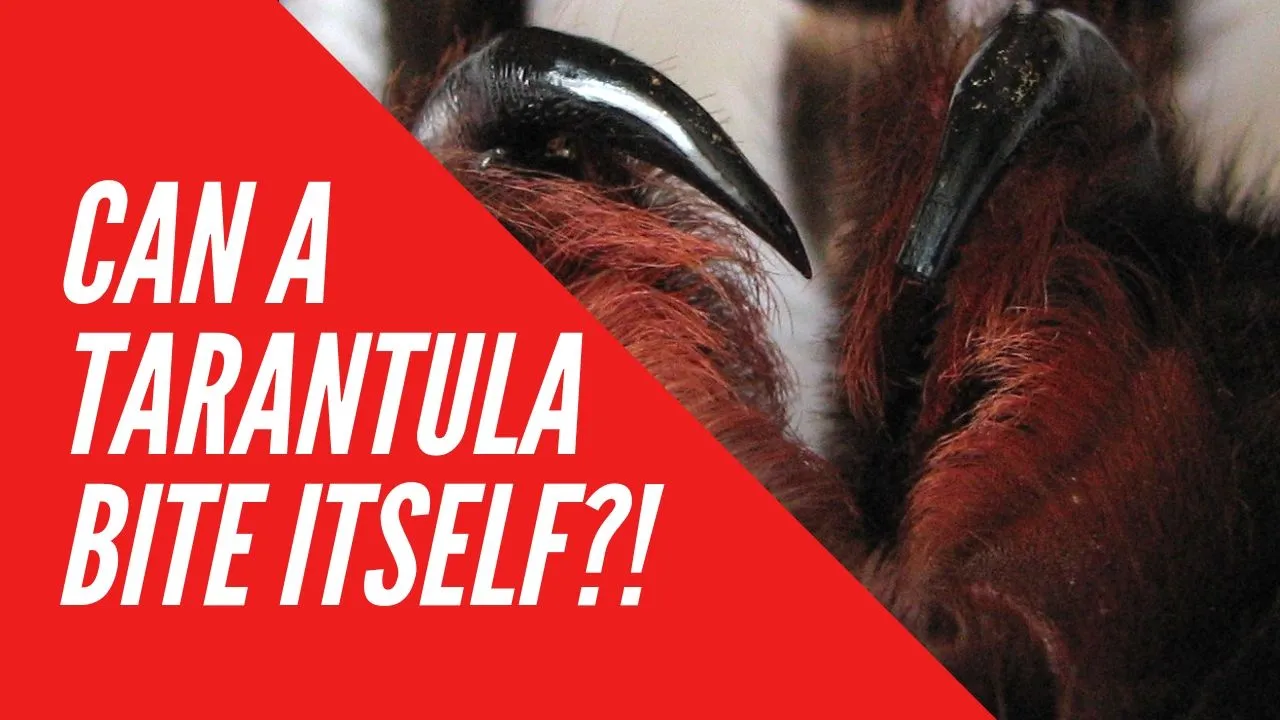 15183 tarantula wasp identification