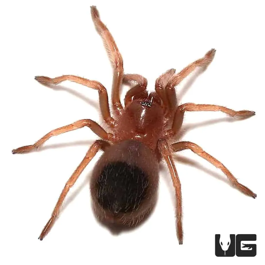 15184 red knee tarantula enclosure