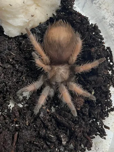 15185 mexican redleg tarantula habitat