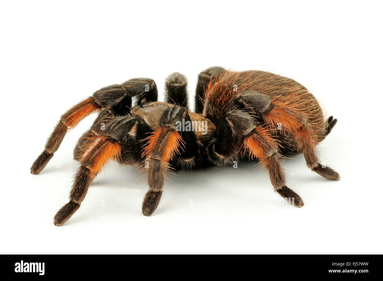 15185 mexican redleg tarantula handling