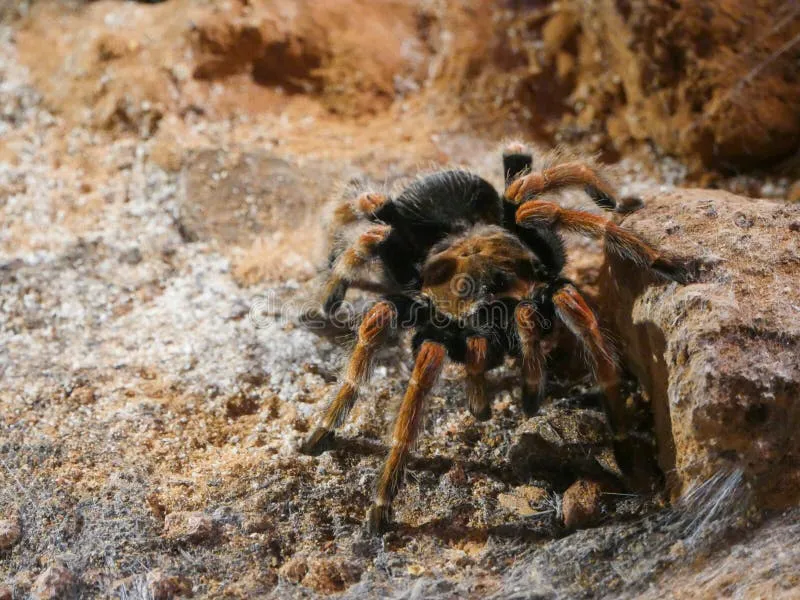 15185 mexican redleg tarantula looking good
