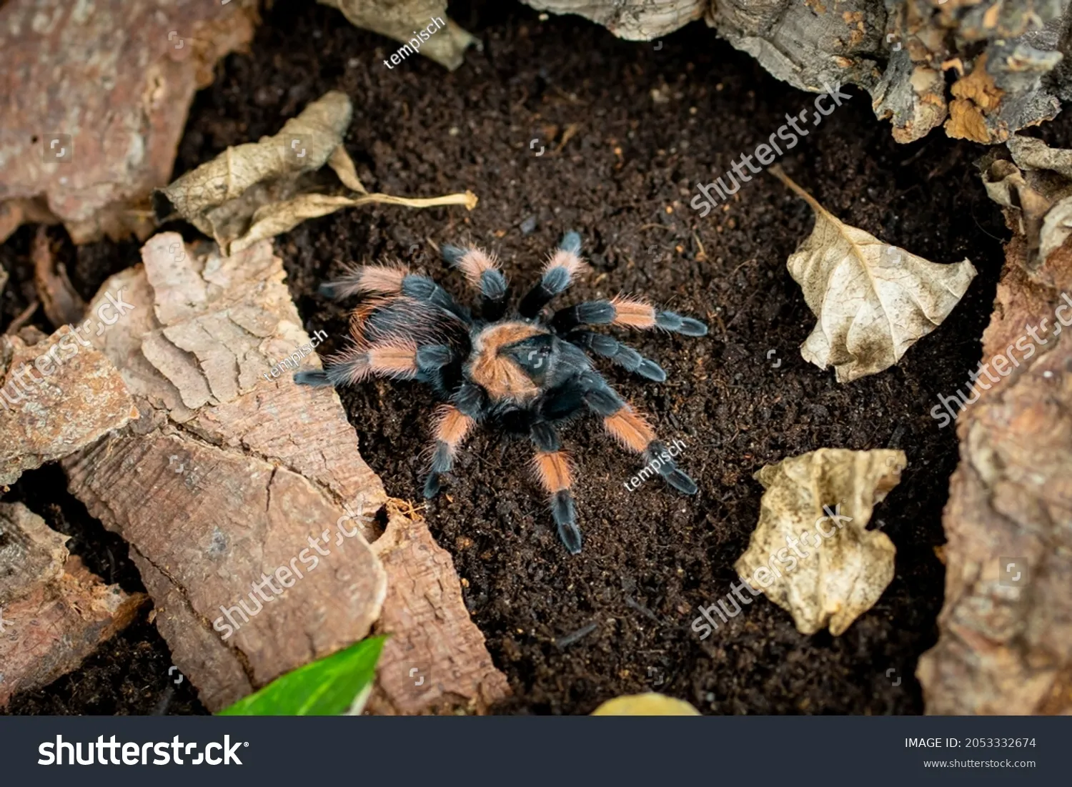 15185 tarantula feeding crickets