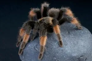 15185 tarantula molting