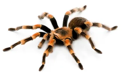 /img/15185-tarantula-water-dish.webp