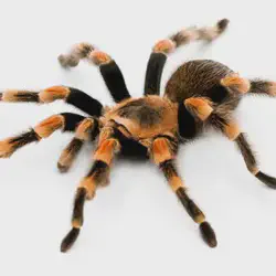 /img/15185-tarantula-water-dish.webp