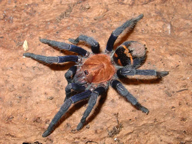 15186 tarantula care
