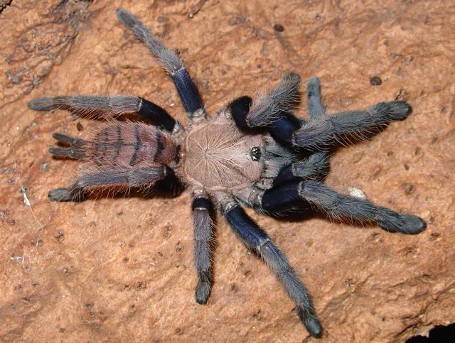 /img/15186-tarantula-cost.webp
