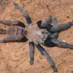 /img/15186-tarantula-cost.webp