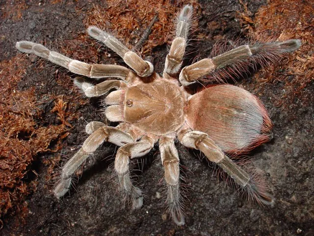 15186 tarantula feeding