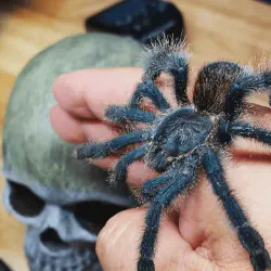 /img/15188-pink-toe-tarantula-conservation.webp