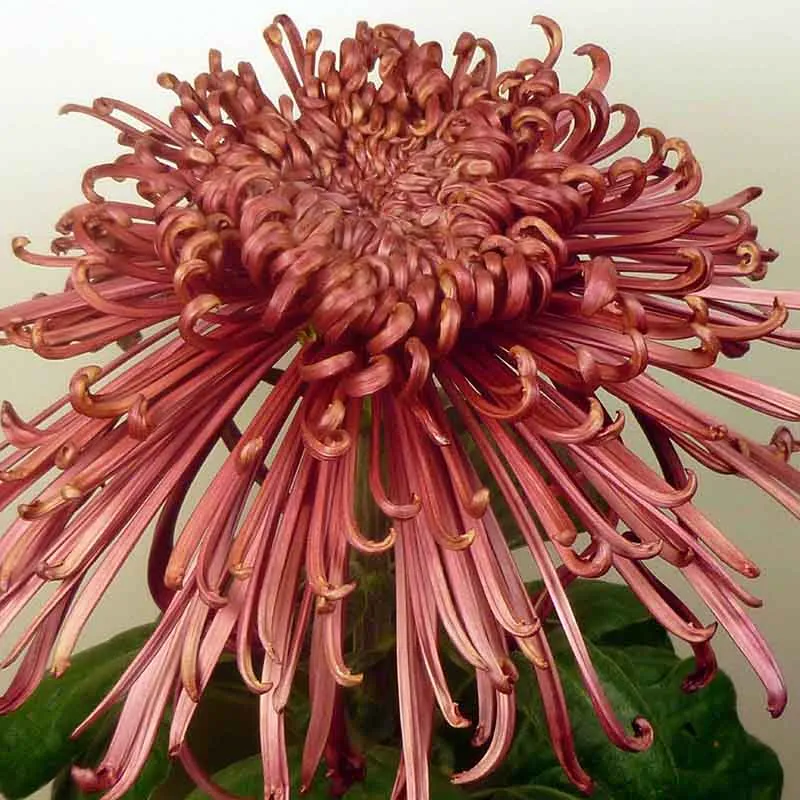 15190 tarantula enclosure