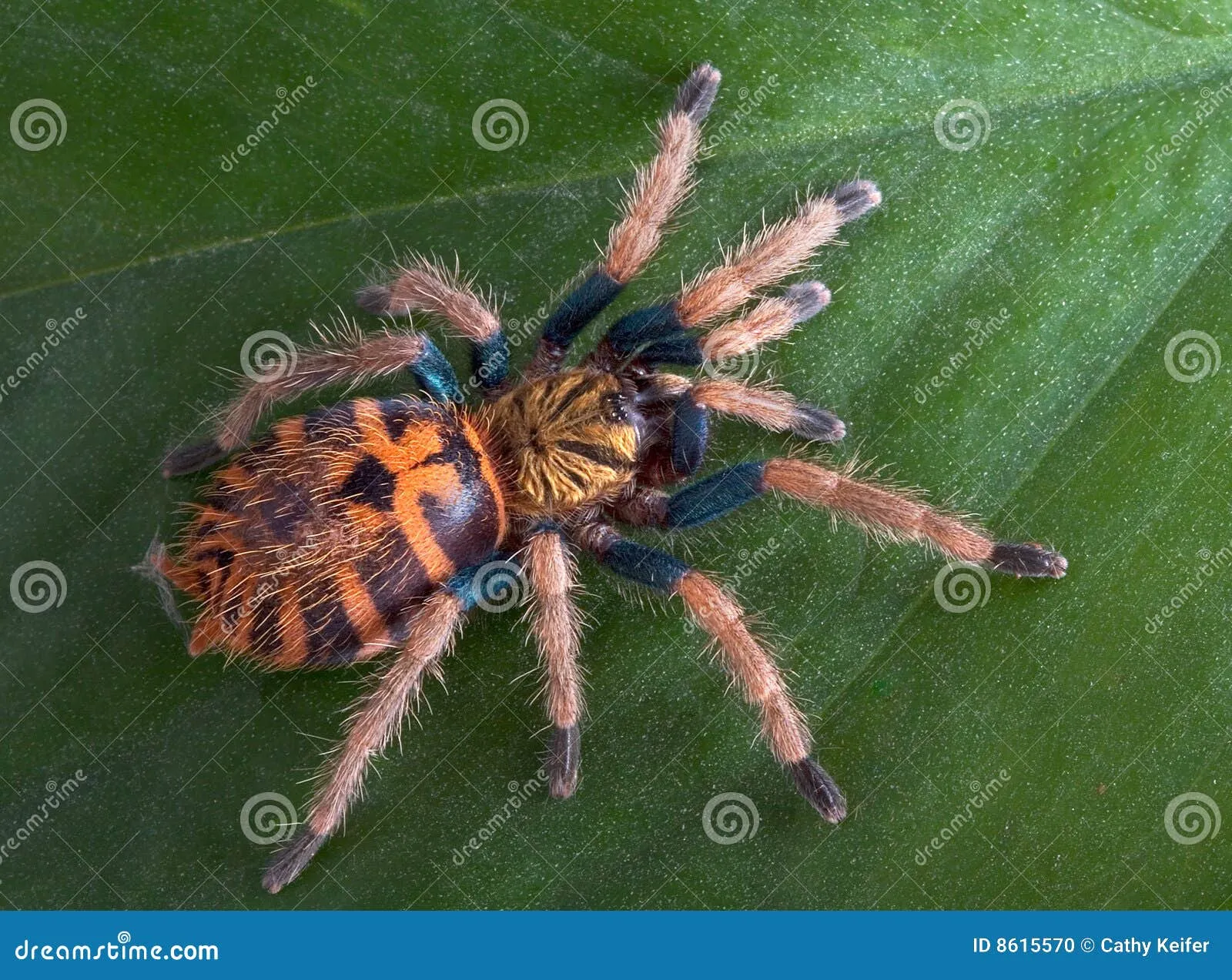 15190 tarantula feeding