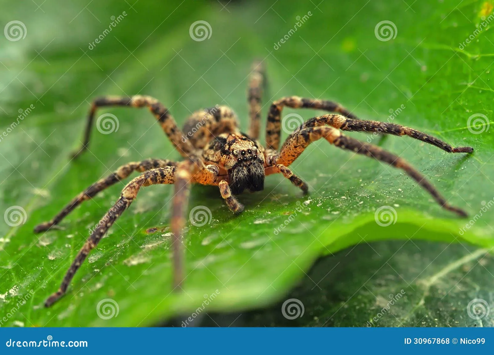 15190 tarantula handling