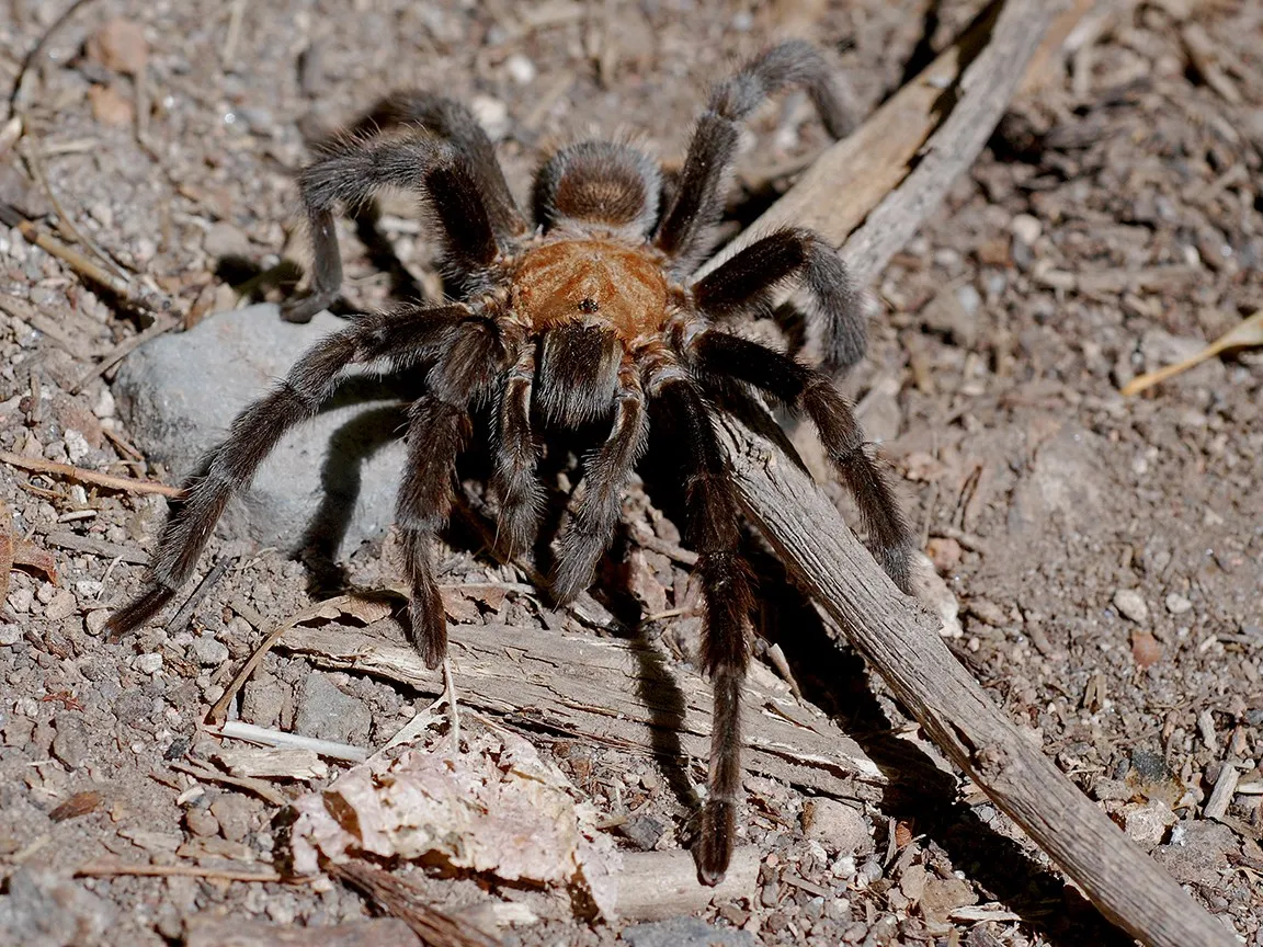 /img/15190-tarantula-molting.webp